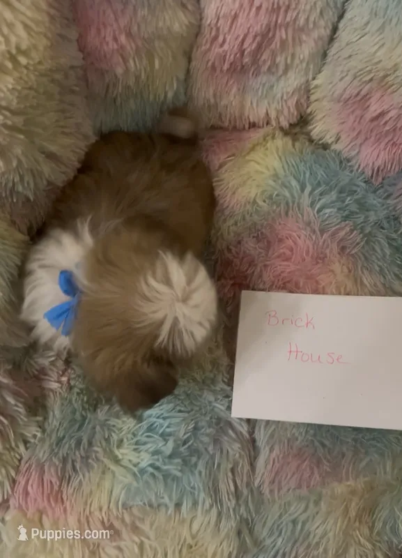 Brick house – Shih Tzu puppy for sale in Morganton, NC