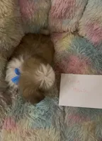 Brick house, a male Shih Tzu for sale in Morganton, NC – 1 of 1