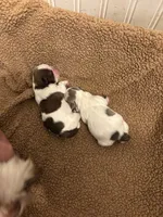 Silver, a male Shih Tzu for sale in Morganton, NC – 3 of 6