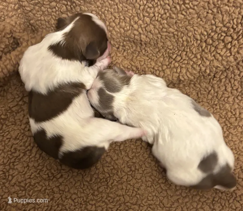 Chocolate  – Shih Tzu puppy for sale in Morganton, NC