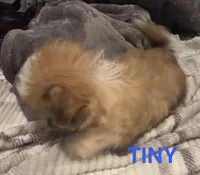 Tiny boy, a male Shih Tzu for sale in Morganton, NC – 2 of 4