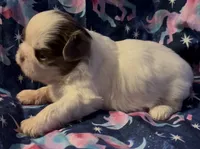 Silver, a male Shih Tzu for sale in Morganton, NC – 3 of 6