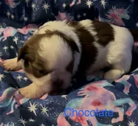 Chocolate , a male Shih Tzu for sale in Morganton, NC – 7 of 7