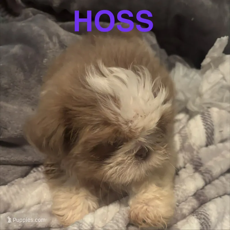 Hoss – Shih Tzu puppy for sale in Morganton, NC