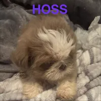 Hoss, a male Shih Tzu for sale in Morganton, NC – 1 of 2