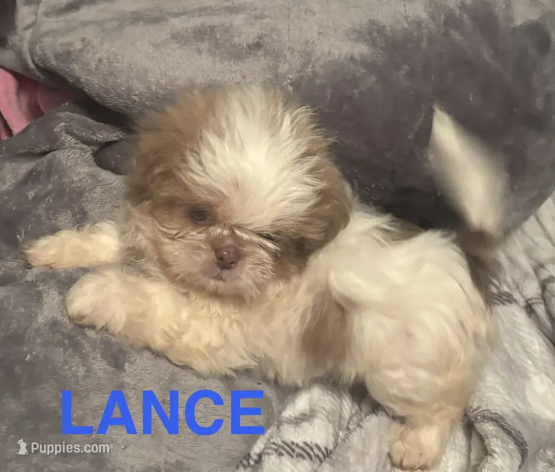 Lance – Shih Tzu puppy for sale in Morganton, NC