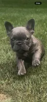 Sonia, a female French Bulldog for sale in Sussex, WI – 7 of 10
