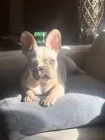 Tank Wilson (Female), a female French Bulldog for sale in Sussex, WI – 10 of 10