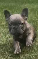 Sonia, a female French Bulldog for sale in Sussex, WI – 4 of 10