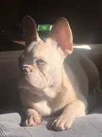 Tank Wilson (Female), a female French Bulldog for sale in Sussex, WI – 6 of 10
