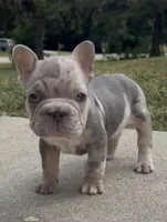 Merlin, a male French Bulldog for sale in Sussex, WI – 2 of 10