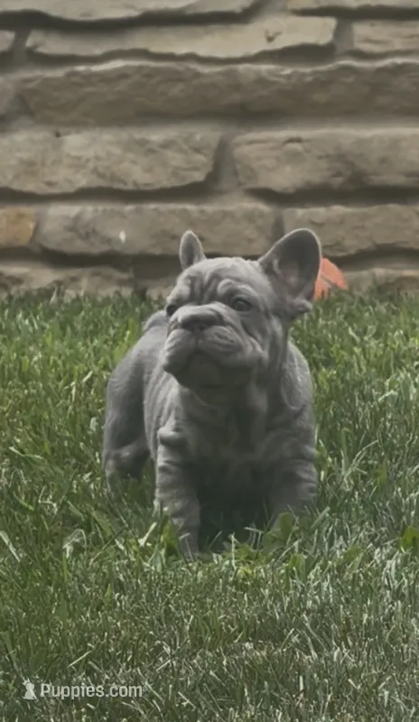 Blue Big Rope Male – French Bulldog puppy for sale in Sussex, WI