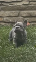 Blue Big Rope Male, a male French Bulldog for sale in Sussex, WI – 1 of 10