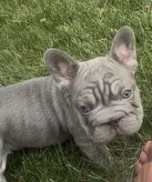 Blue Big Rope Male, a male French Bulldog for sale in Sussex, WI – 3 of 10