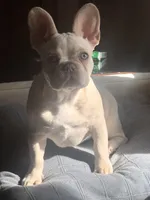 Tank Wilson (Female), a female French Bulldog for sale in Sussex, WI – 5 of 10