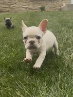 Tank Wilson (Female), a female French Bulldog for sale in Sussex, WI – 3 of 6