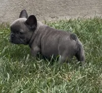 Sonia, a female French Bulldog for sale in Sussex, WI – 2 of 10