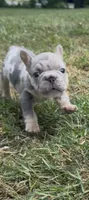 Merlin, a male French Bulldog for sale in Sussex, WI – 4 of 10