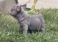 Blue Big Rope Male, a male French Bulldog for sale in Sussex, WI – 5 of 10