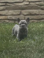 Blue Big Rope Male, a male French Bulldog for sale in Sussex, WI – 4 of 10