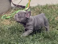 Blue Big Rope Male, a male French Bulldog for sale in Sussex, WI – 2 of 10