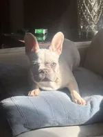 Tank Wilson (Female), a female French Bulldog for sale in Sussex, WI – 8 of 10
