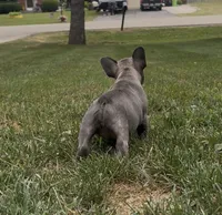 Sonia, a female French Bulldog for sale in Sussex, WI – 3 of 10