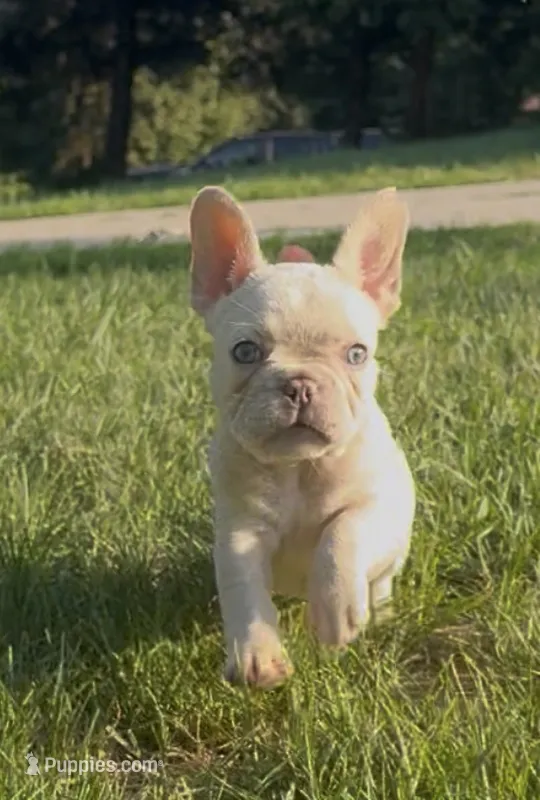 Tank Wilson (Female) – French Bulldog puppy for sale in Sussex, WI