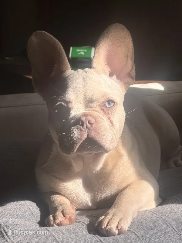 Tank Wilson (Female) – French Bulldog puppy for sale in Sussex, WI