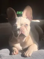 Tank Wilson (Female), a female French Bulldog for sale in Sussex, WI – 1 of 10