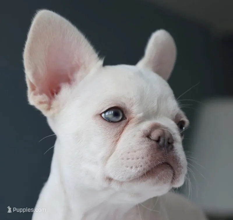 Tank Wilson (Female) – French Bulldog puppy for sale in Sussex, WI