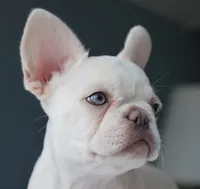 Tank Wilson (Female), a female French Bulldog for sale in Sussex, WI – 1 of 6