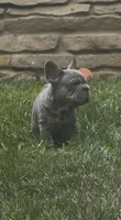 Blue Big Rope Male, a male French Bulldog for sale in Sussex, WI – 9 of 10