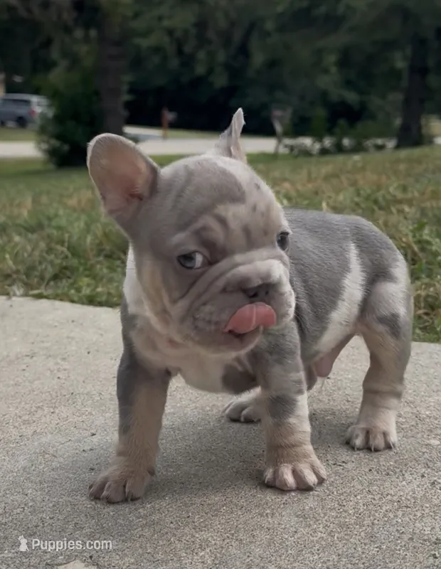 Merlin – French Bulldog puppy for sale in Sussex, WI