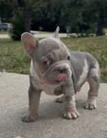 Merlin, a male French Bulldog for sale in Sussex, WI – 5 of 10