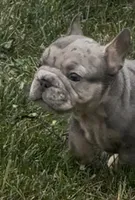 Merlin, a male French Bulldog for sale in Sussex, WI – 8 of 10