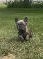 Sonia, a female French Bulldog for sale in Sussex, WI – 8 of 10