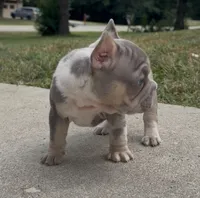 Merlin, a male French Bulldog for sale in Sussex, WI – 10 of 10