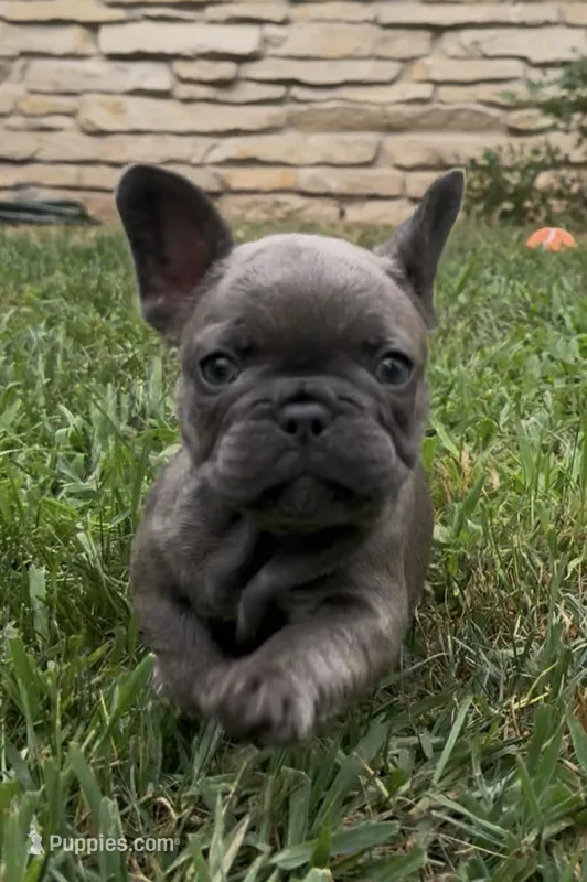 Sonia – French Bulldog puppy for sale in Sussex, WI