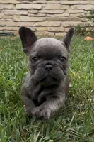 Sonia, a female French Bulldog for sale in Sussex, WI – 1 of 10
