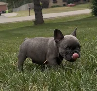 Sonia, a female French Bulldog for sale in Sussex, WI – 5 of 10