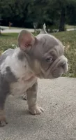 Merlin, a male French Bulldog for sale in Sussex, WI – 3 of 10