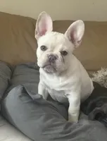 Tank Wilson (Female), a female French Bulldog for sale in Sussex, WI – 2 of 6