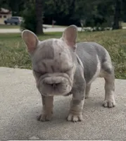 Merlin, a male French Bulldog for sale in Sussex, WI – 6 of 10