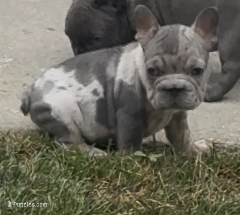 Merlin – French Bulldog puppy for sale in Sussex, WI