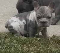 Merlin, a male French Bulldog for sale in Sussex, WI – 1 of 10