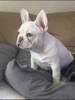Tank Wilson (Female), a female French Bulldog for sale in Sussex, WI – 4 of 6
