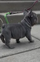 Blue Big Rope Male, a male French Bulldog for sale in Sussex, WI – 8 of 10