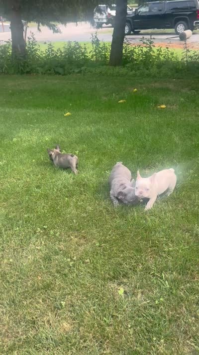 Tank Wilson (Female), a female French Bulldog for sale in Sussex, WI – 6 of 6