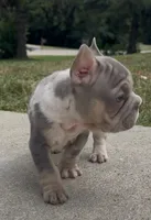 Merlin, a male French Bulldog for sale in Sussex, WI – 7 of 10